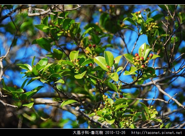 大風子科-魯花樹-03.jpg