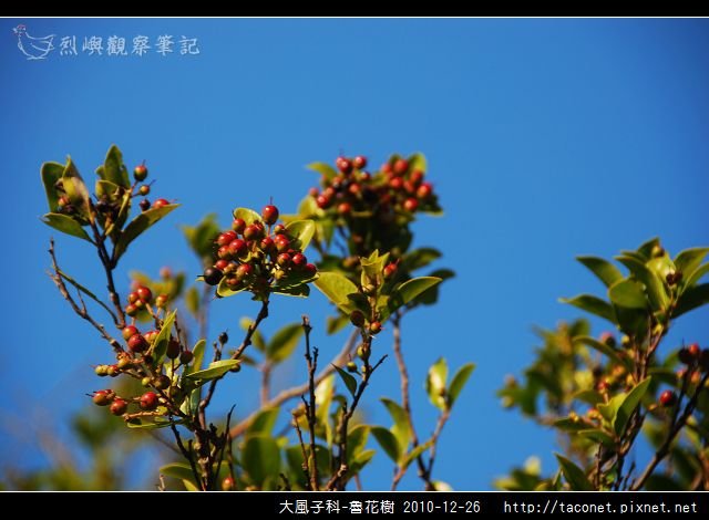 大風子科-魯花樹-06.jpg