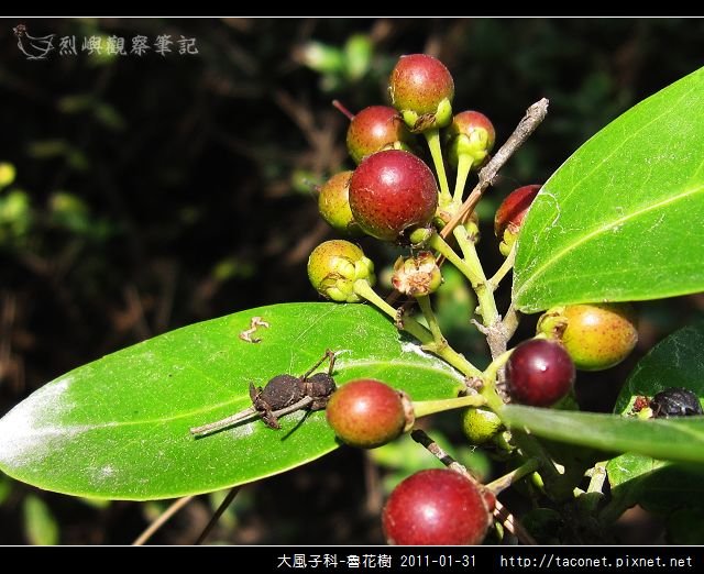 大風子科-魯花樹-08.jpg