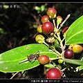 大風子科-魯花樹-08.jpg