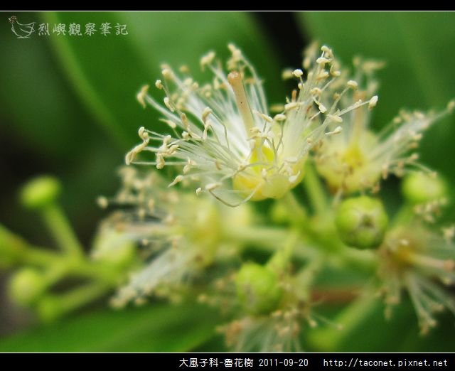 大風子科-魯花樹-12.jpg