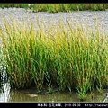 禾本科-互花米草_01.jpg