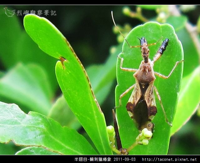 半翅目-輪刺獵椿象_01.jpg