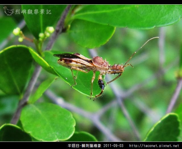 半翅目-輪刺獵椿象_08.jpg