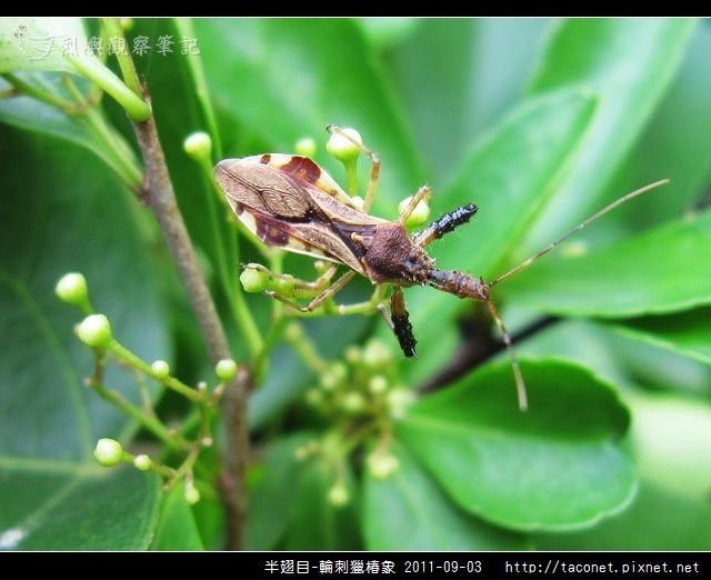 半翅目-輪刺獵椿象_09.jpg