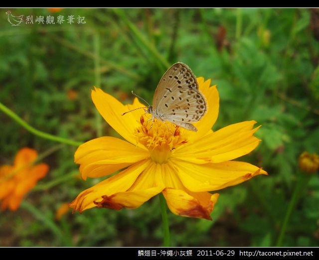 鱗翅目-沖繩小灰蝶_03.jpg