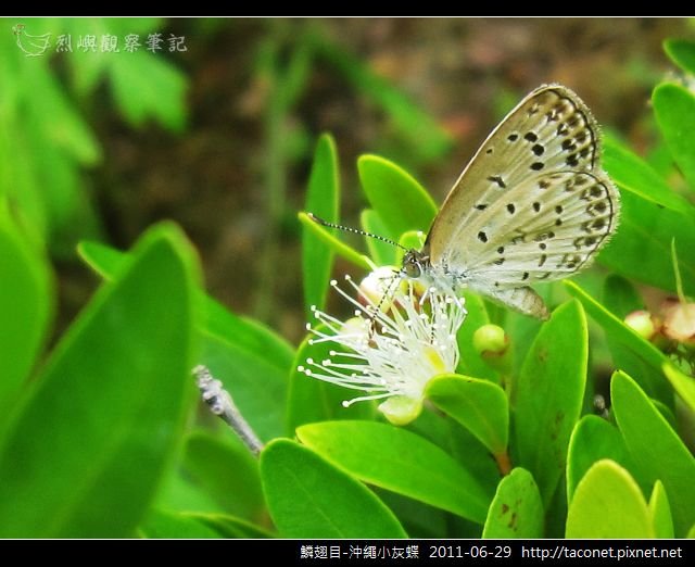 鱗翅目-沖繩小灰蝶_04.jpg