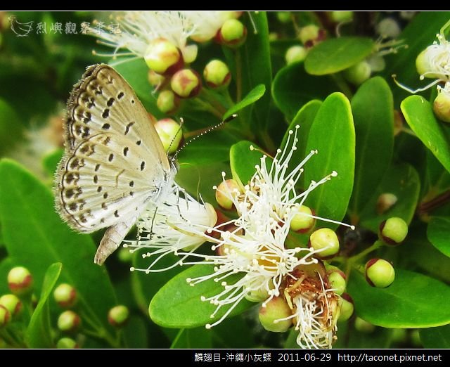 鱗翅目-沖繩小灰蝶_06.jpg