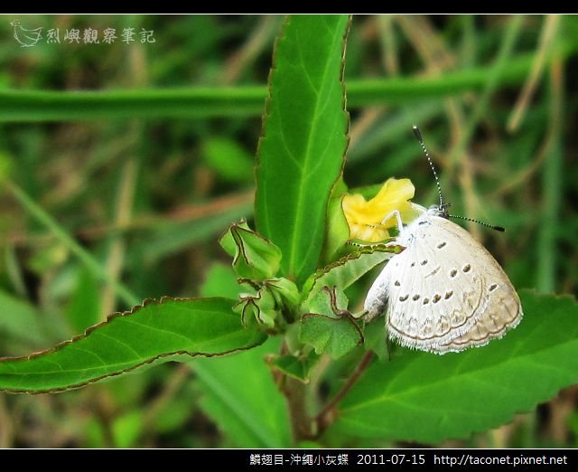 鱗翅目-沖繩小灰蝶_09.jpg