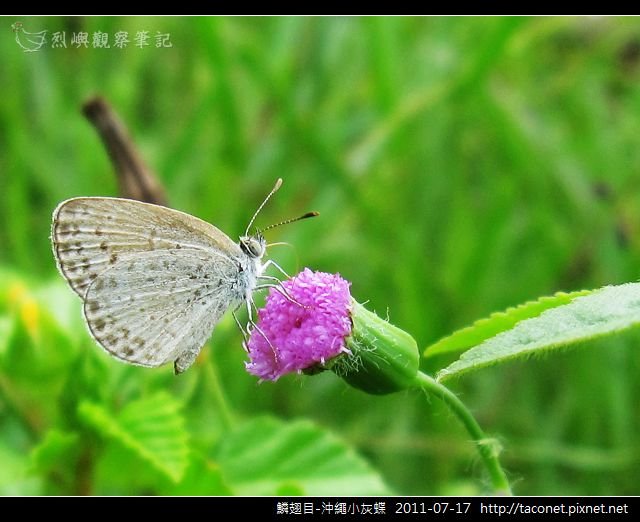 鱗翅目-沖繩小灰蝶_10.jpg