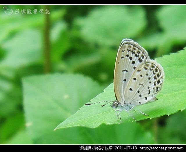 鱗翅目-沖繩小灰蝶_11.jpg