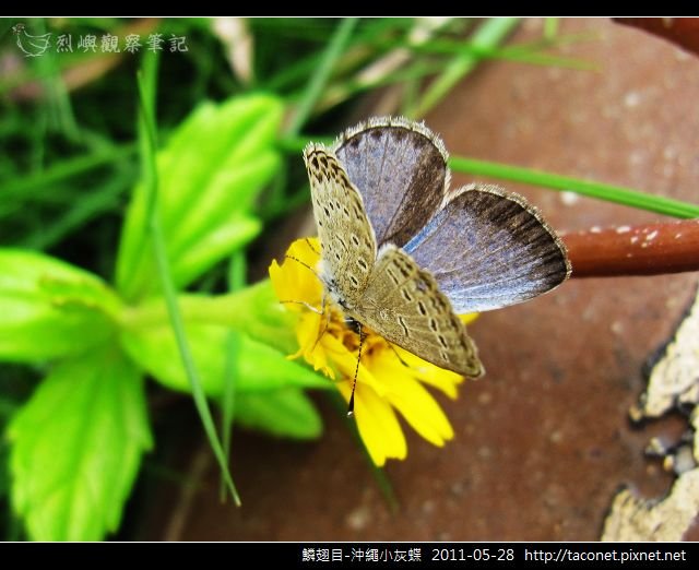 鱗翅目-沖繩小灰蝶_16.jpg