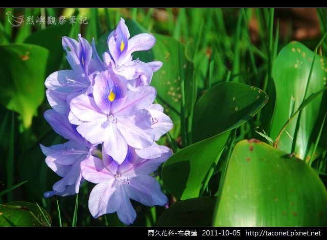 雨久花科-布袋蓮_02.jpg