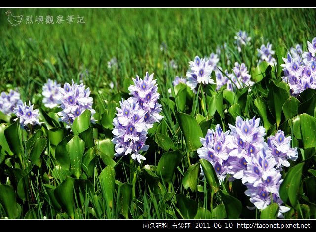 雨久花科-布袋蓮_06.jpg