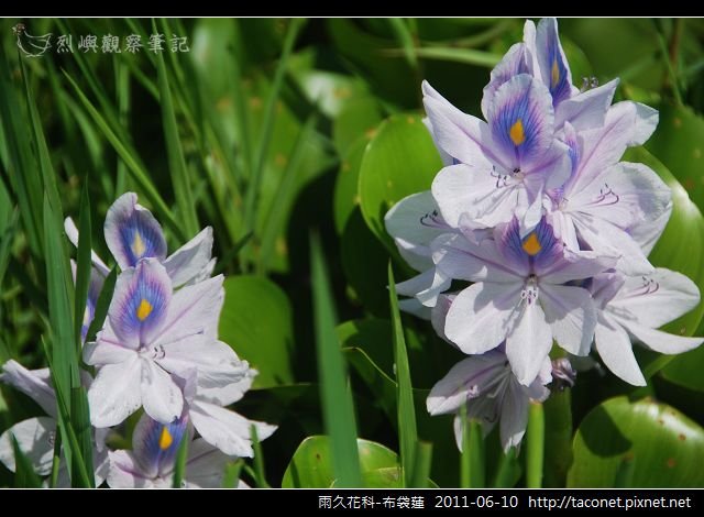 雨久花科-布袋蓮_09.jpg