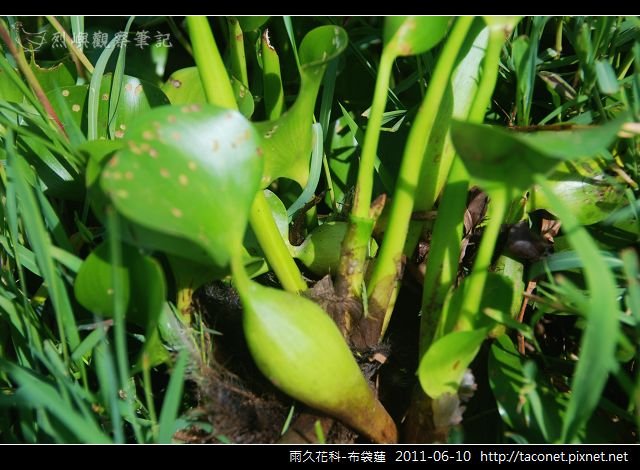 雨久花科-布袋蓮_11.jpg