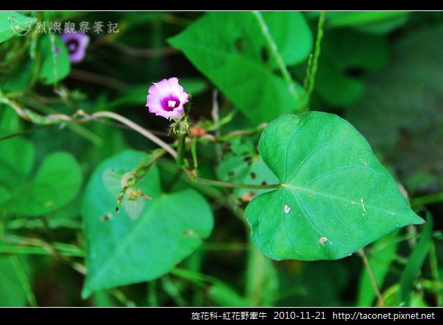 旋花科-紅花野牽牛_01.jpg