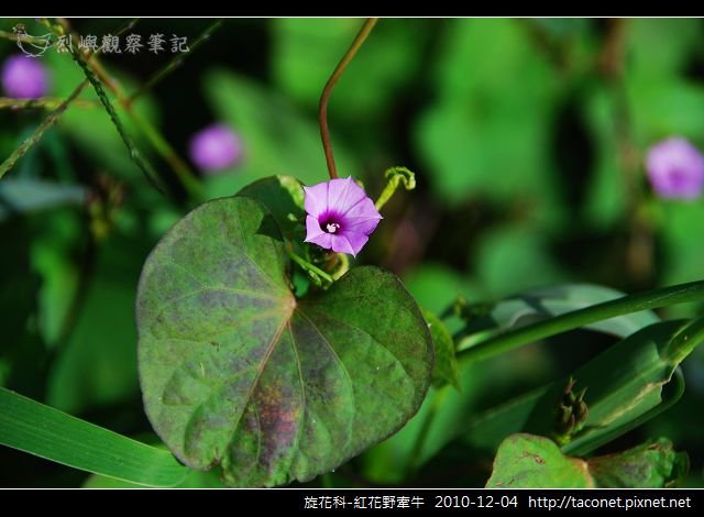 旋花科-紅花野牽牛_03.jpg