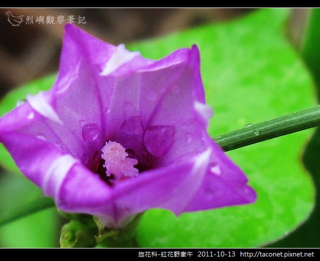 旋花科-紅花野牽牛_14.jpg