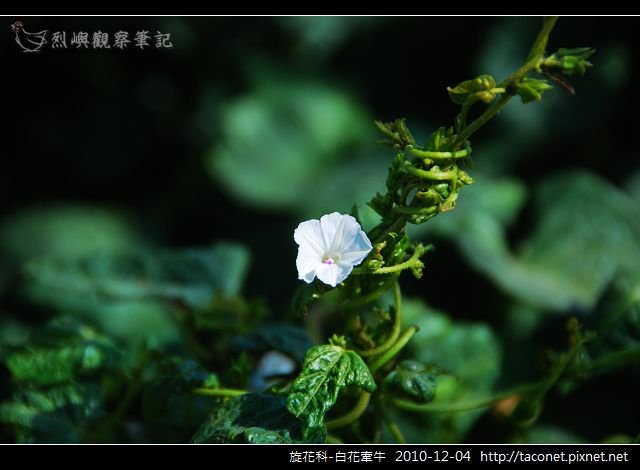 旋花科-白花牽牛_04.jpg