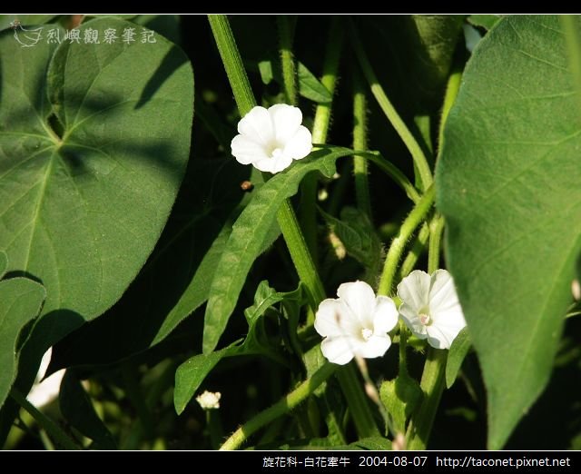 旋花科-白花牽牛_06.jpg