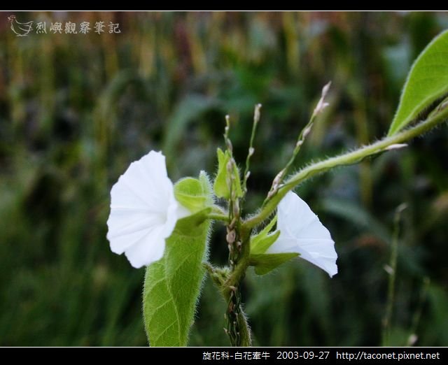 旋花科-白花牽牛_07.jpg