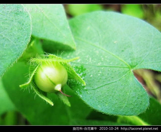 旋花科-白花牽牛_09.jpg