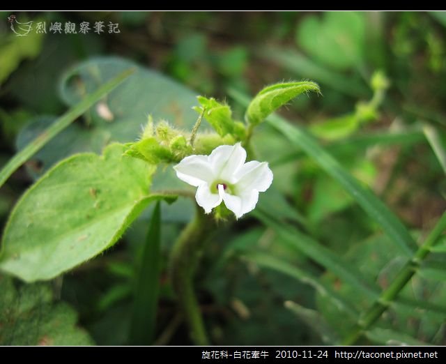 旋花科-白花牽牛_11.jpg