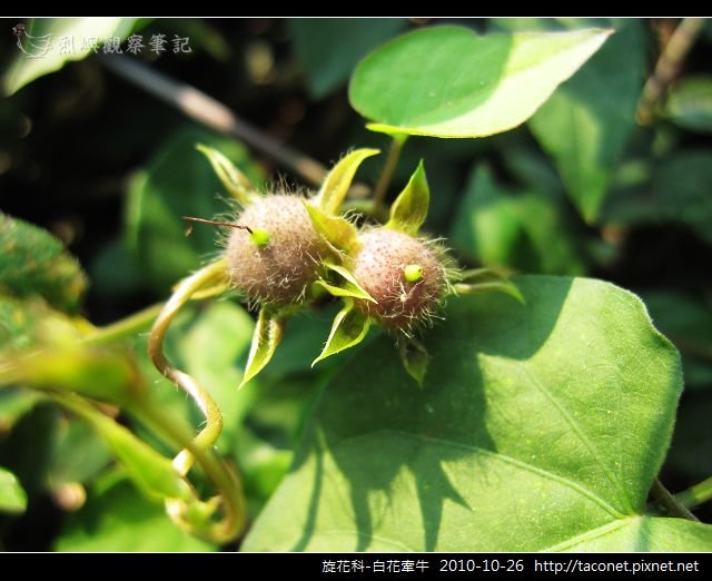 旋花科-白花牽牛_10.jpg