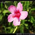 錦葵科-野棉花_09.jpg