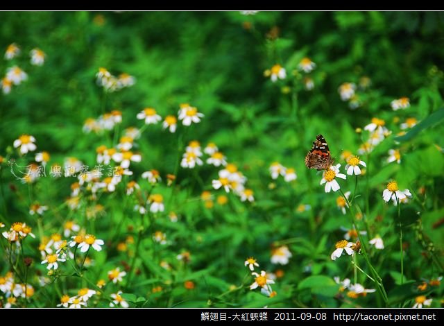 鱗翅目-大紅蛺蝶_02.jpg