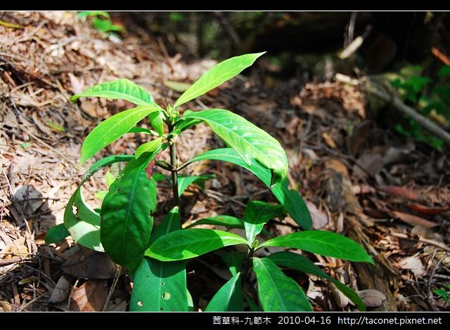 茜草科-九節木_03.jpg