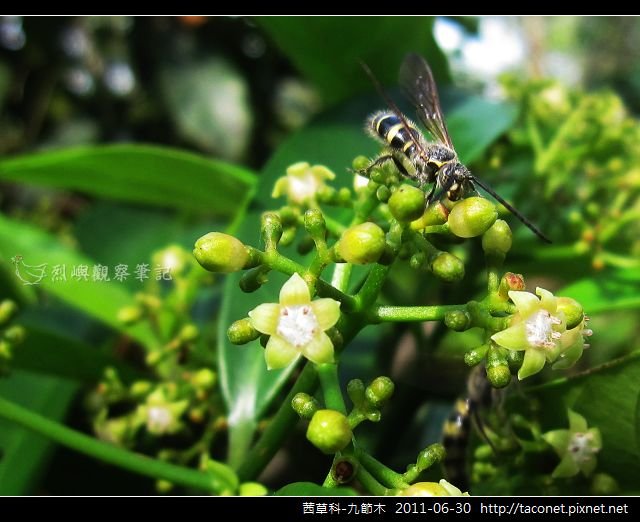 茜草科-九節木_06.jpg