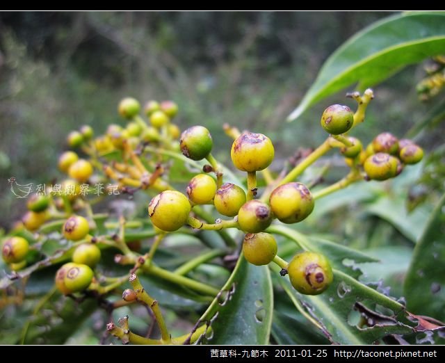 茜草科-九節木_10.jpg