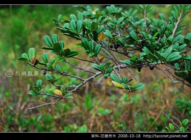 茶科-凹葉柃木_04.jpg