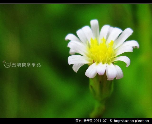 菊科-掃帚菊_01.jpg