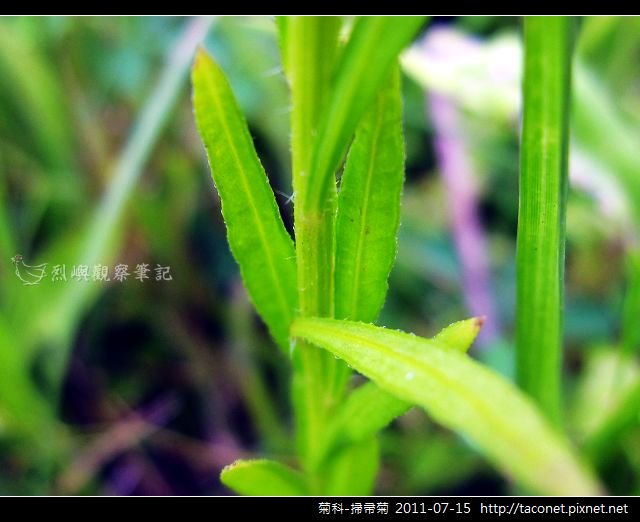 菊科-掃帚菊_03.jpg