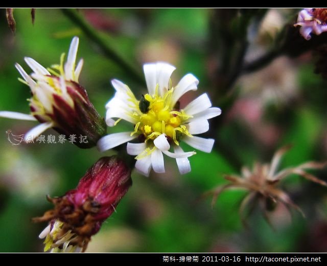 菊科-掃帚菊_05.jpg