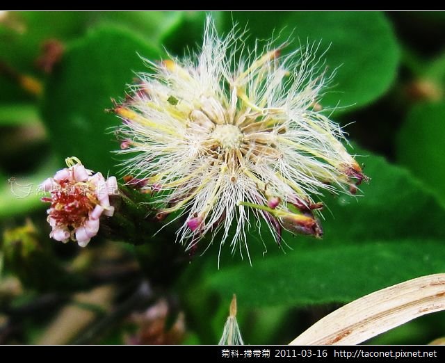 菊科-掃帚菊_06.jpg