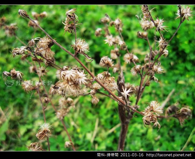 菊科-掃帚菊_07.jpg