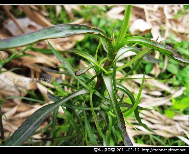 菊科-掃帚菊_10.jpg