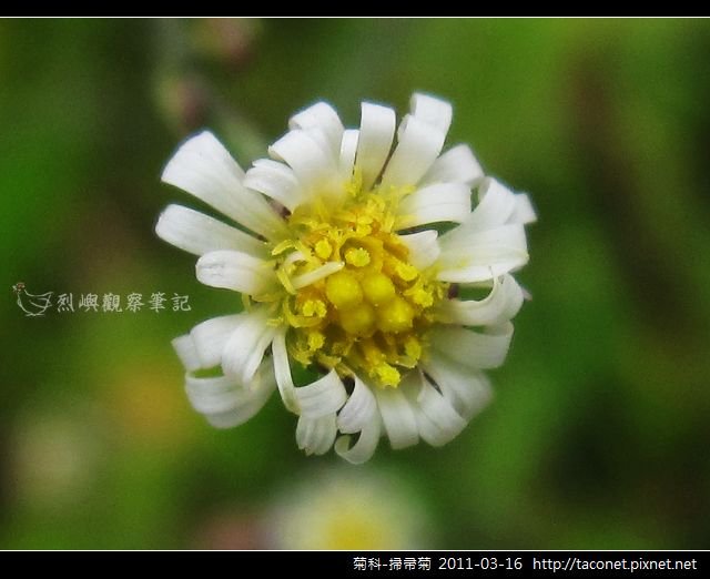 菊科-掃帚菊_13.jpg