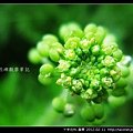 十字花科-臭薺_02.jpg