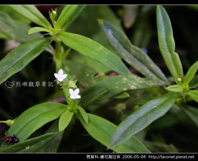 茜草科-繖花龍吐珠_01.jpg