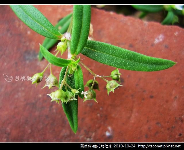 茜草科-繖花龍吐珠_02.jpg