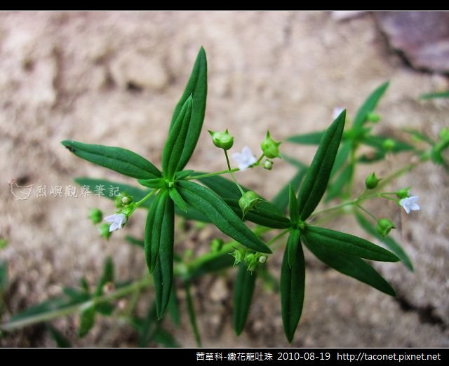 茜草科-繖花龍吐珠_04.jpg