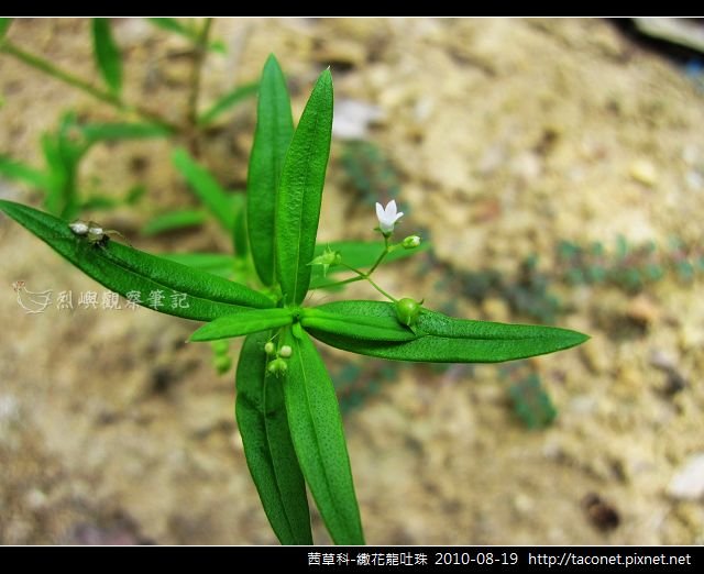 茜草科-繖花龍吐珠_03.jpg