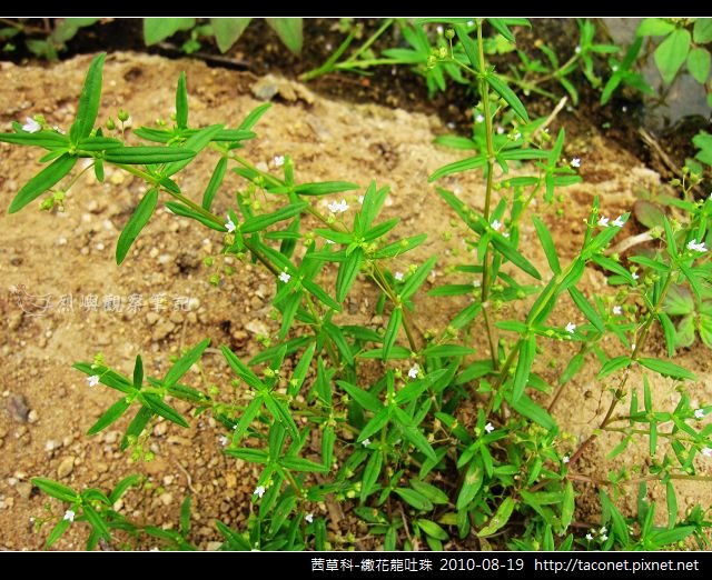 茜草科-繖花龍吐珠_05.jpg