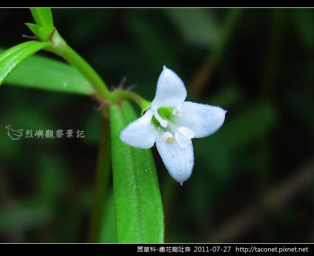 茜草科-繖花龍吐珠_08.jpg