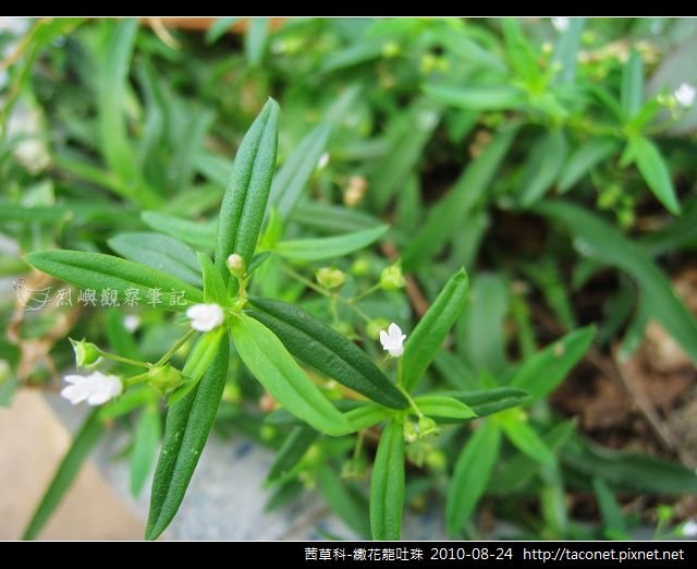 茜草科-繖花龍吐珠_06.jpg